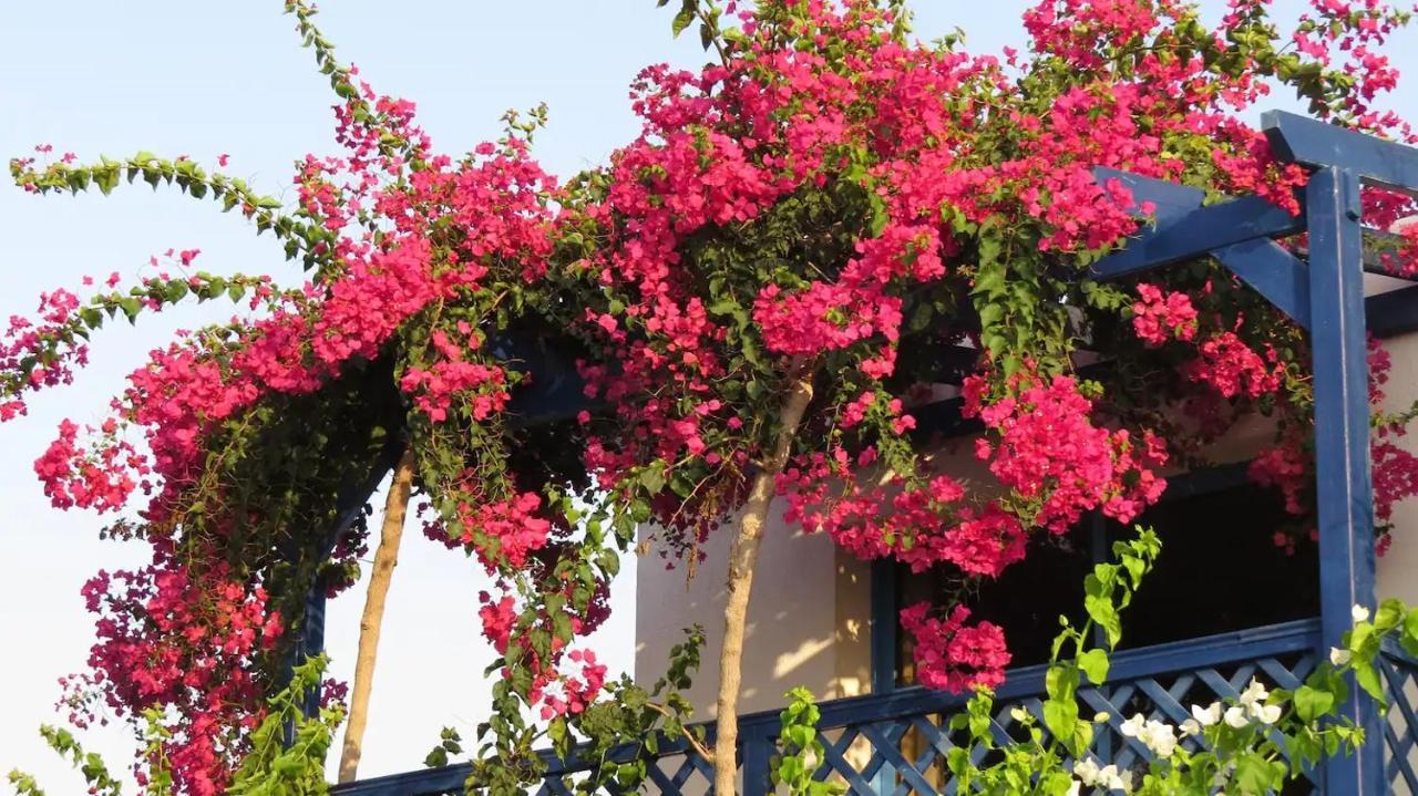 Banana Sunset Villas Paphos Bagian luar foto