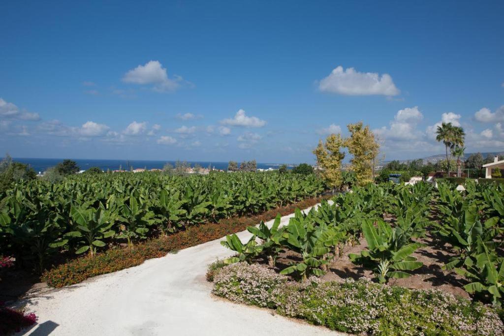 Banana Sunset Villas Paphos Bagian luar foto